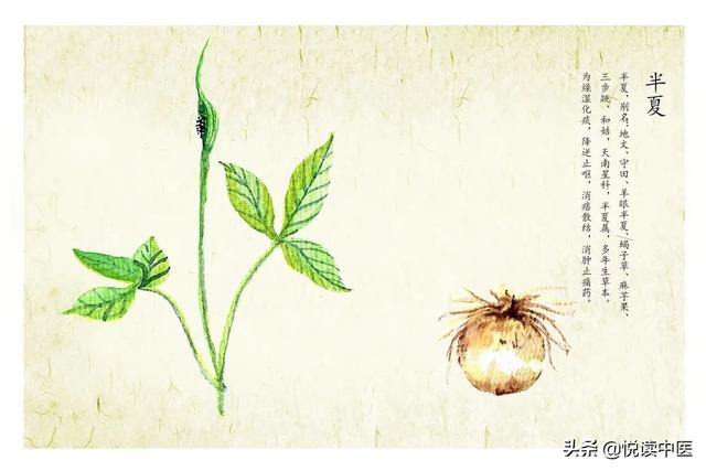 张仲景为何爱用半夏