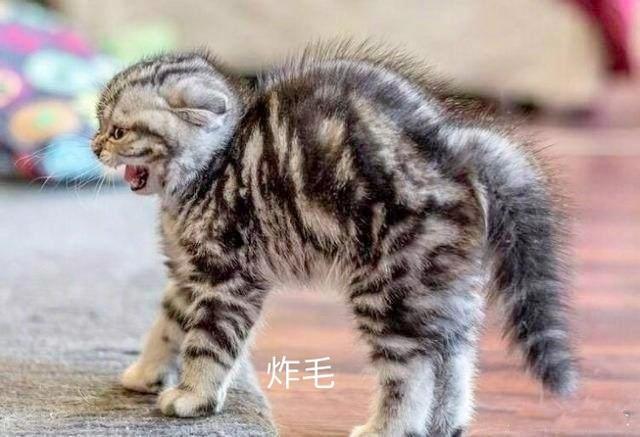 身体一阵一阵起鸡皮疙瘩怎么回事啊