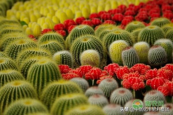 仙人球的养殖方法和注意事项(最罕见的八个仙人球)