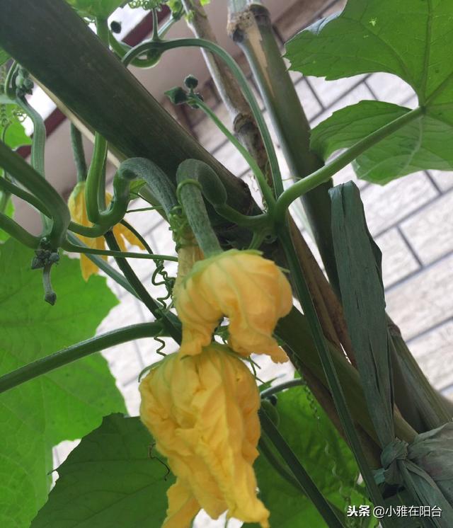 如何种菜 如何种菜（空间站的大便如何种菜） 生活