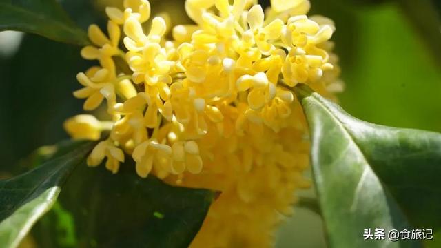 桂花糖露 桂花糖露（桂花糖芋苗） 美食