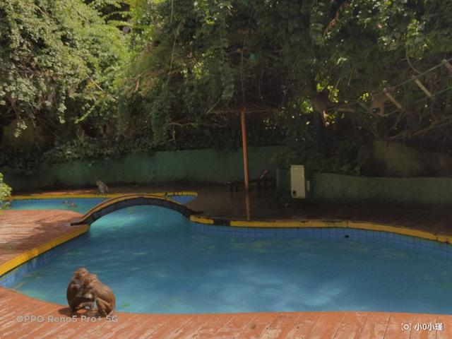 南湾猴岛好玩吗（南湾猴岛值得去吗）