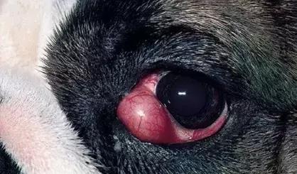 狗狗白眼球变红什么原因(狗狗眼睛发红发黑是怎么回事)