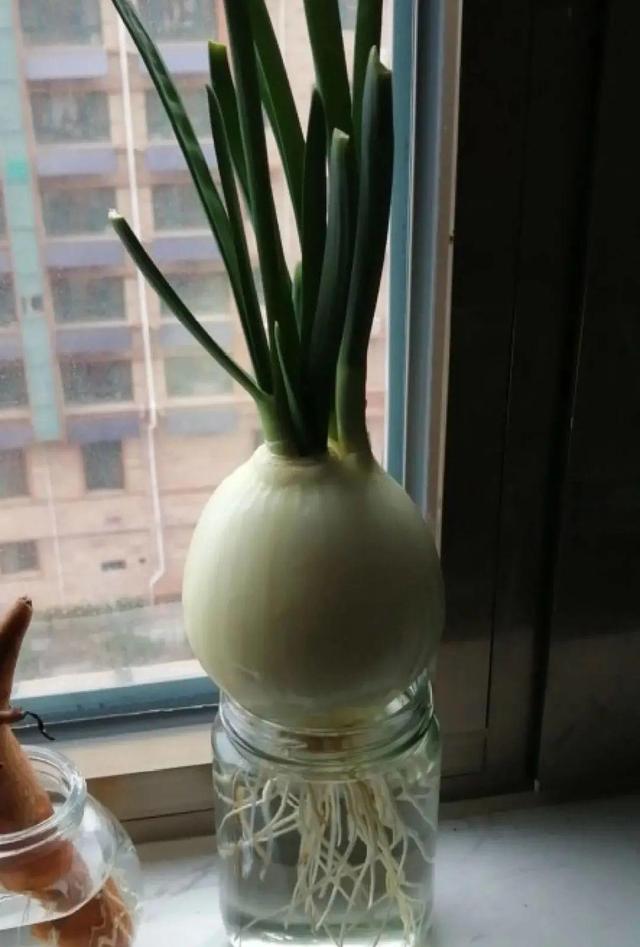 碰碰香有毒吗 碰碰香有毒吗（植物碰碰香有毒吗） 生活