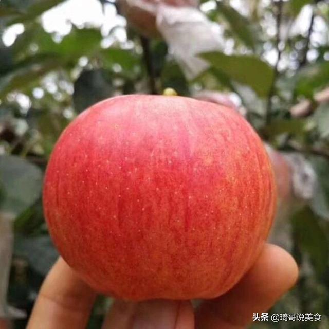 吃了多年的苹果，“嘎啦果”2020年现摘的第一口苹果，你听说过吗