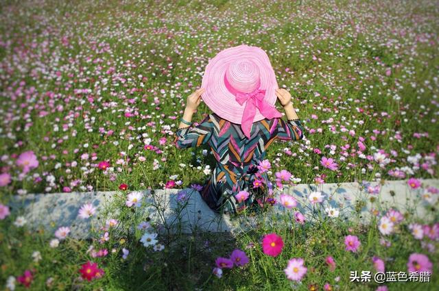 格桑花波斯菊