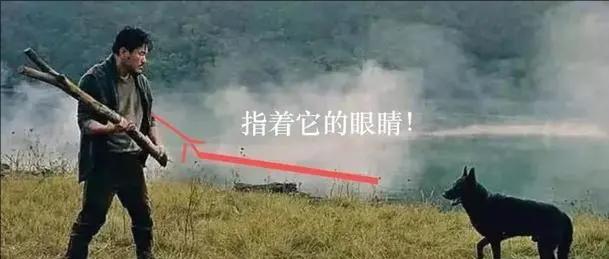 如果狗在路上咬人怎么办 打狗头能救你自己吗 它的弱点是什么 城市经济学