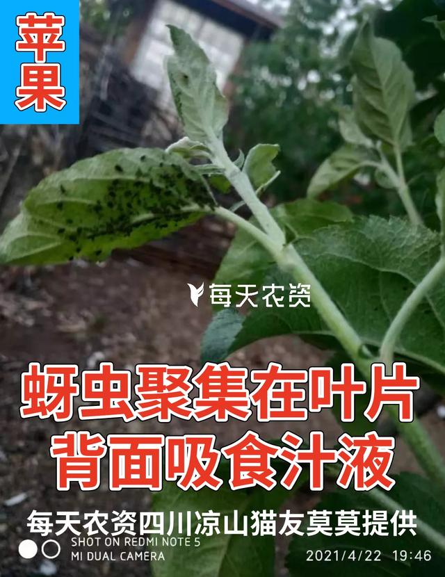 注意！近期蚜虫发生增多！手把手教你防治蚜虫——8