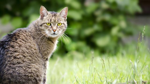 可爱小猫咪 可爱小猫咪（可爱小猫咪卖萌图片） 动物