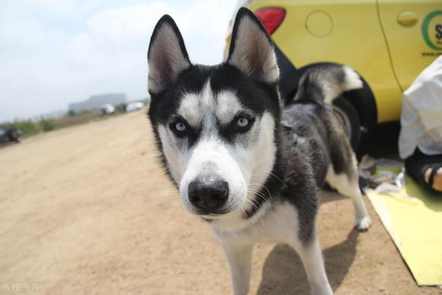 中型犬