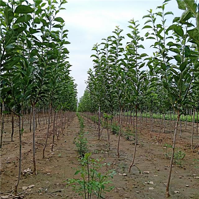 如何科学种植李树，种植李树注意哪些问题，听一线经验专家细谈2