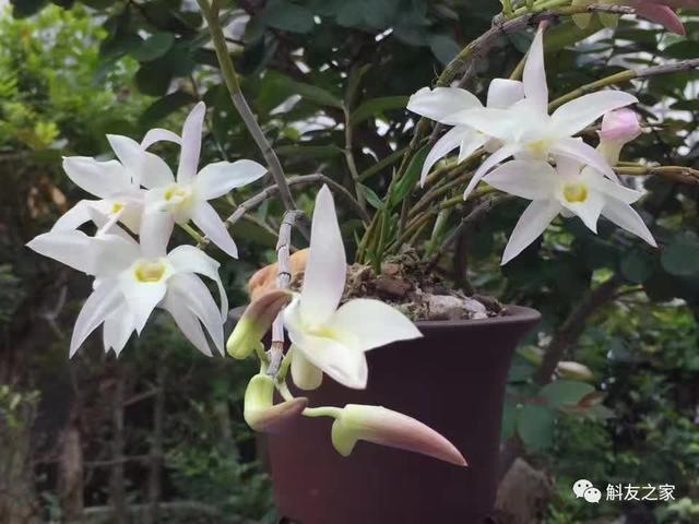 石斛种类 石斛种类（石斛种类有哪些） 生活