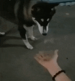 爆笑的动态图GIF：谁家的小宝宝，没人要我带走了啊