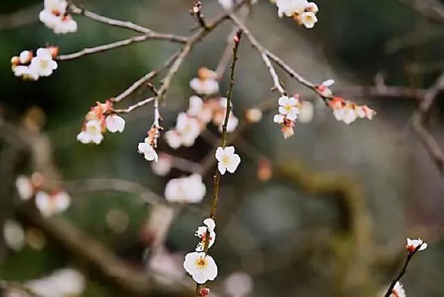 照水梅