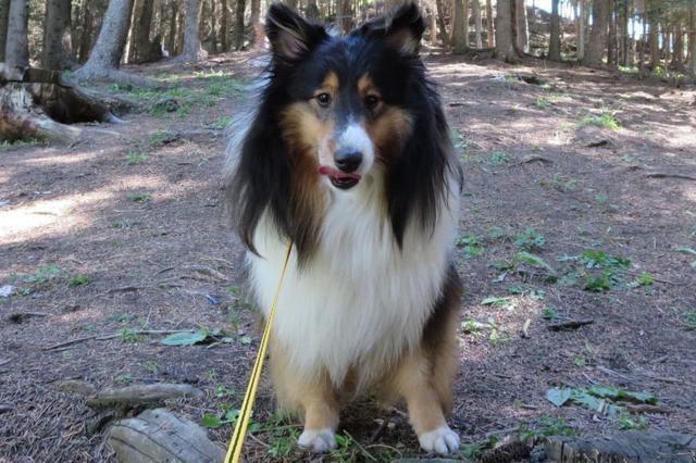 喜乐蒂牧羊犬价格 喜乐蒂牧羊犬价格（喜乐蒂牧羊犬多少钱） 动物