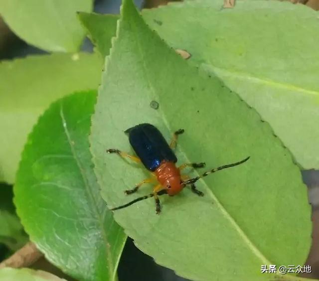 油茶如何防治天牛？关键在于以预防为主，用绿色威雷防治成虫2