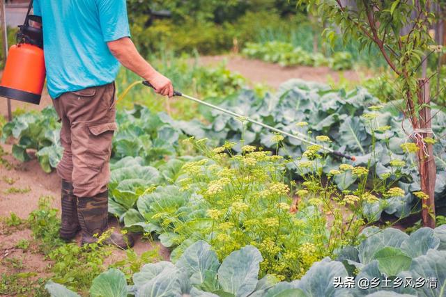 菜青虫不用农药怎么治？用这5种土方法，杀虫效果比农药还好2