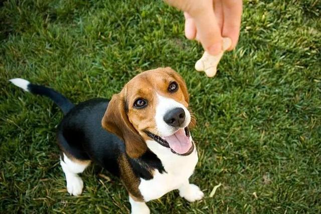 训犬教程