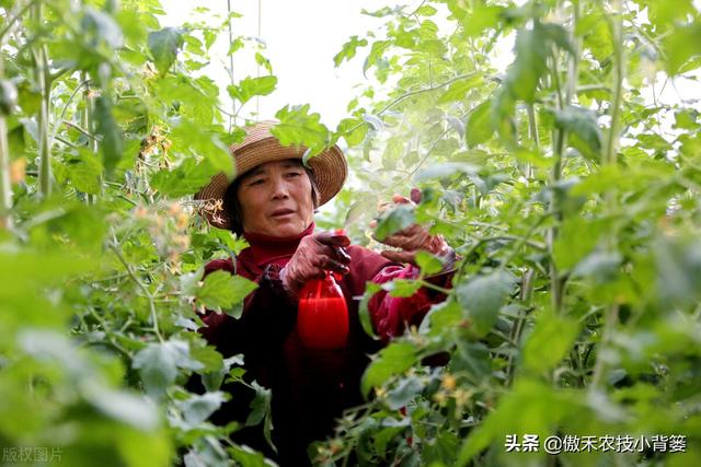 秋季连续阴雨天气多，大棚蔬菜要重点防治这三种高湿性病害