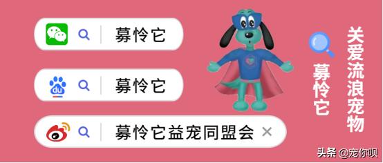 美系金毛犬图片