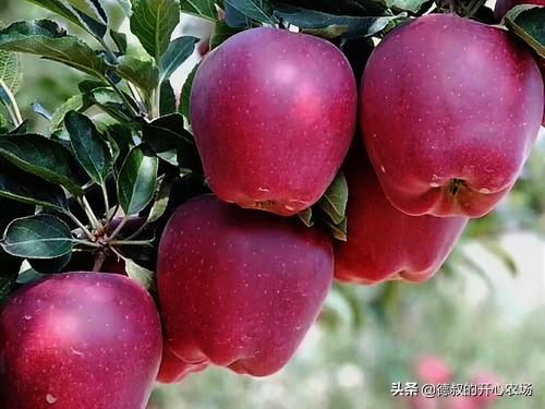 苹果成熟的季节是什么时候营养高(苹果的成熟季节是几月份)