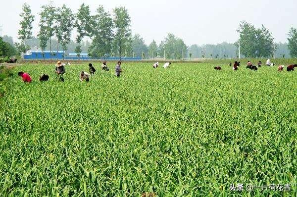 大蒜栽培施肥不能大意，掌握科学施肥方法，才能保证大蒜的收成6