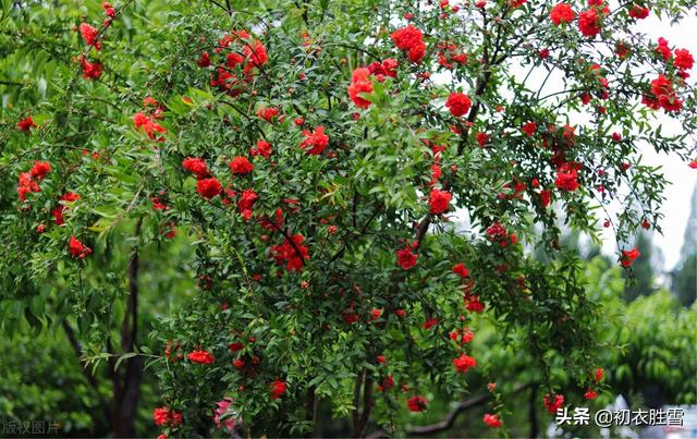 石榴花什么时候开