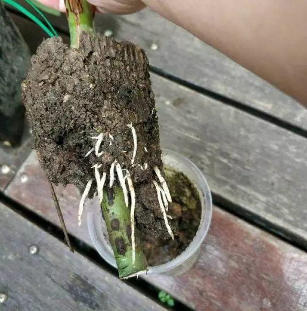 花中皇后是什么花