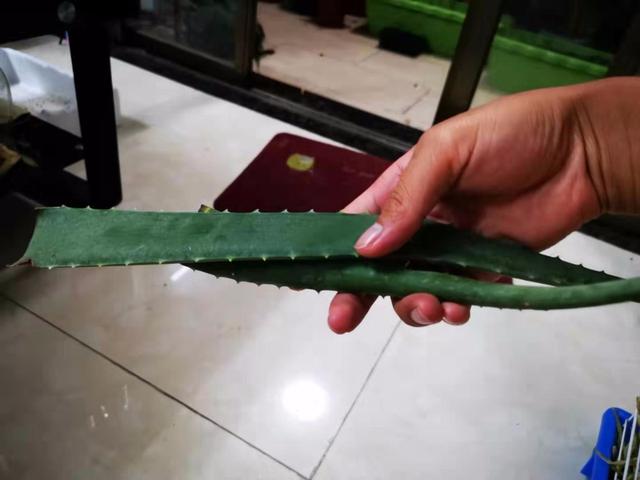 库拉索芦荟 库拉索芦荟（库拉索芦荟叶汁） 生活