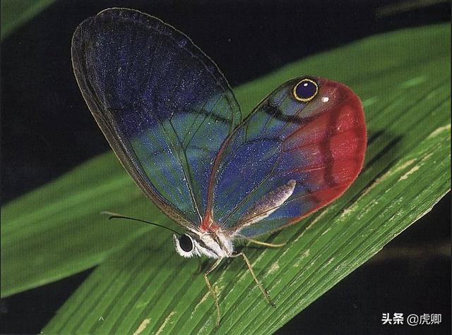 中国有毒的蝴蝶图片图片