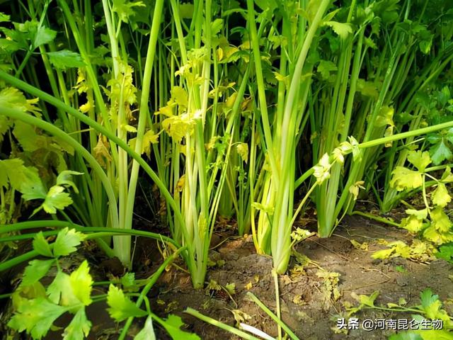 芹菜烂根是什么原因？芹菜死苗烂根的治疗？芹菜抗病增产施肥3