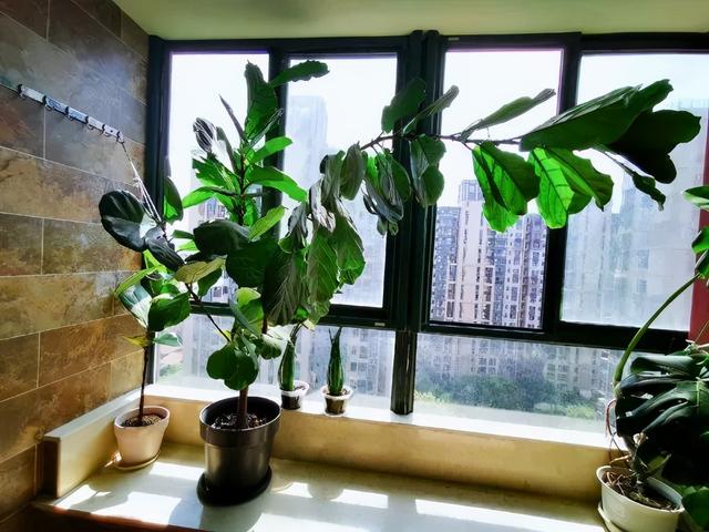 绿宝树