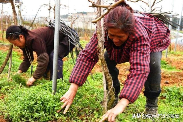 葡萄休眠期一定要清园！啥时间进行？怎么操作？如何选药和用药？8