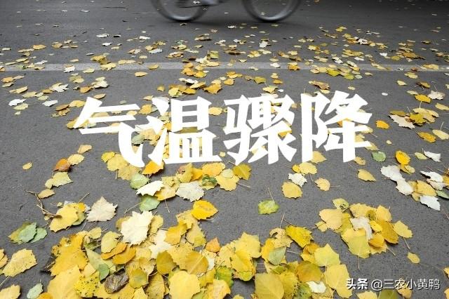 天气预报：今年冬季冷吗？就看九月初九天气，农谚俗语能预兆