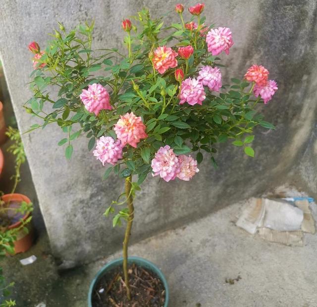 月季花的品种 月季花的品种（月季花的品种都有哪些） 生活