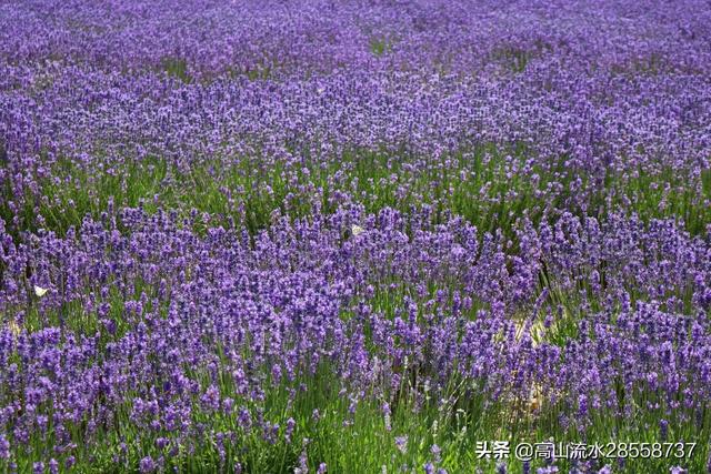 中国最大的薰衣草种植基地