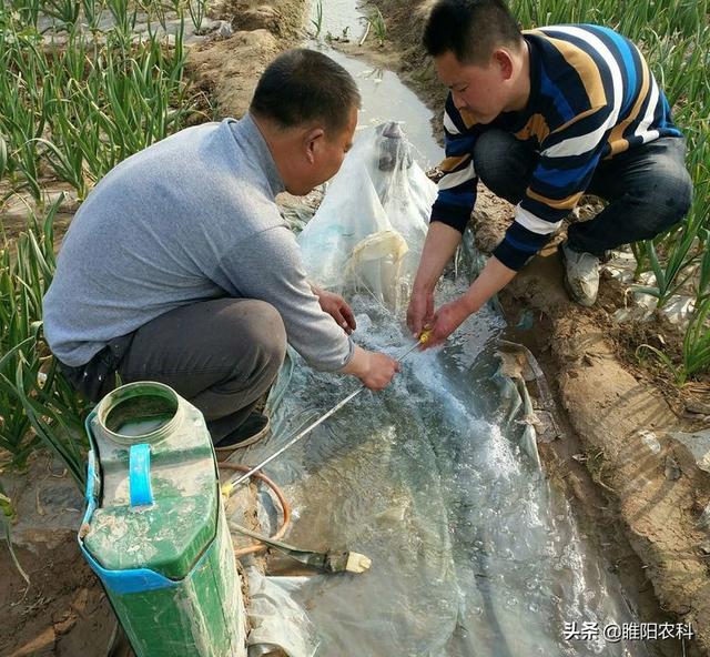 大蒜蒜蛆用这个新药防治，1天见效，7天基本死净。用一次可管40天3