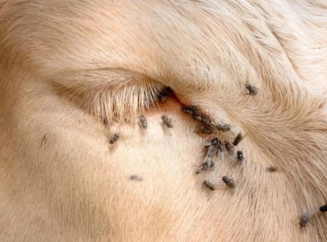 快速消灭苍蝇的方法（屋里苍蝇多怎么办）