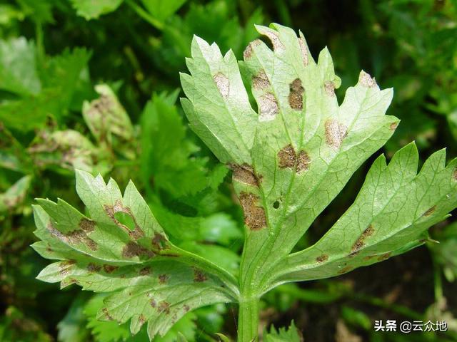 芹菜斑枯病如何防治效果好？正确识别症状，选对药及时防控