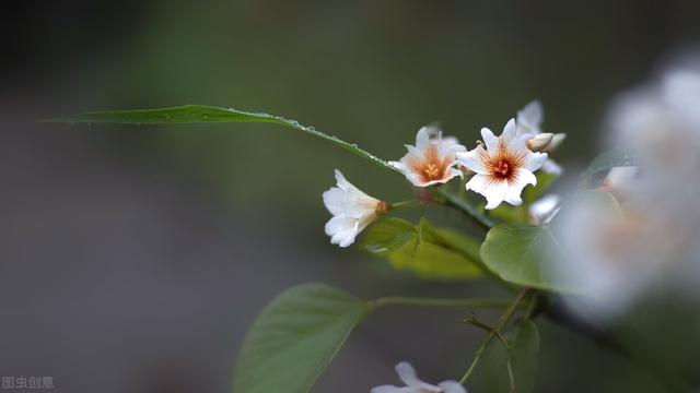 梧桐花