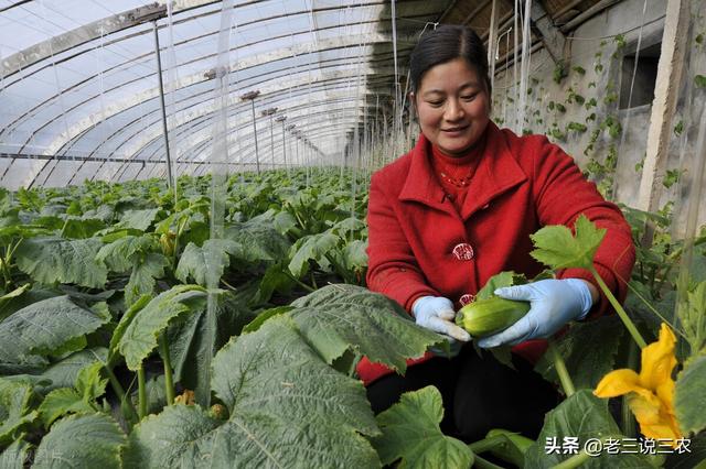 一招通用！西红柿、茄子、黄瓜、西葫芦 喷药秘方！吃不完、卖不完