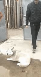 爆笑的动图GIF：在家里做一个男孩子，有时候真的挺不容易