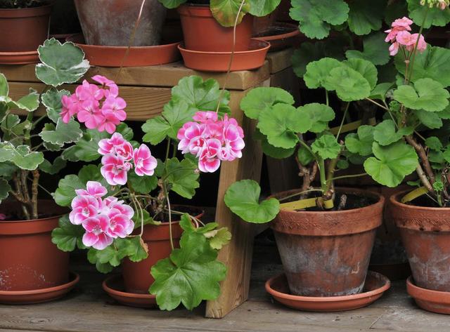 室内盆栽 室内盆栽（室内盆栽植物大全） 生活