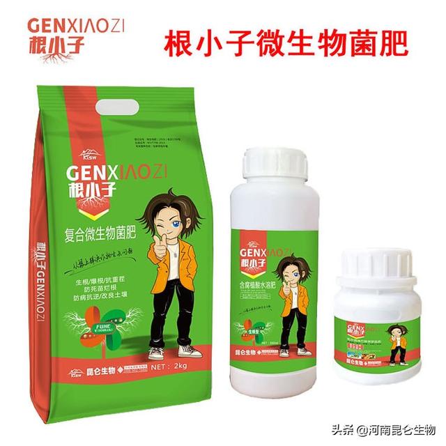 番茄黄叶怎么办？番茄烂根用什么药灌根？番茄烂根有哪些防治方法3