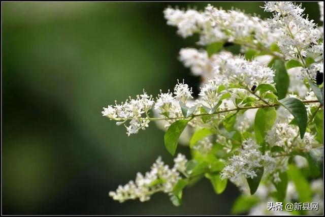 珍珠花 珍珠花（珍珠花的功效与作用） 生活