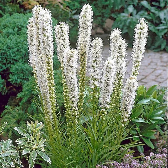夏天开的花