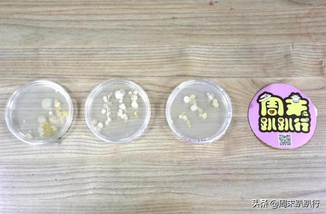 亲子打卡！科学探索，细菌好有趣啊，参观1000+件标本