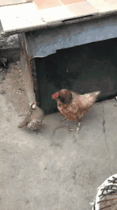 精彩的动态图片GIF:我就蹭蹭,别紧张!
