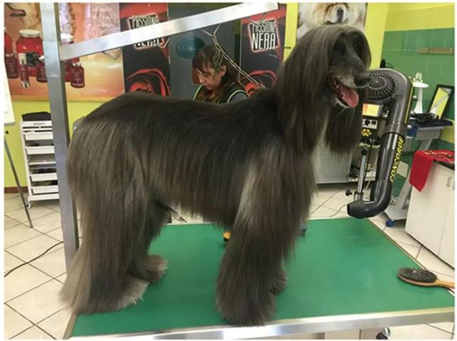 当儿子养的宠物变成富豪了(养宠物成了富翁)