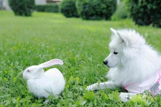 世界名犬图片 世界名犬图片（世界名犬品种大全图片） 动物